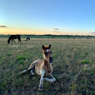 құлыншақтар🐴❤️